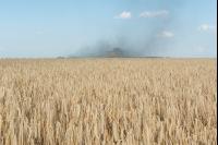 Roggen Ernte 4