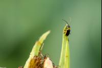 Diabrotica Blattfraß 5