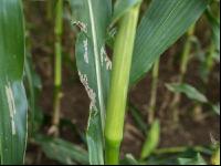 Diabrotica Blattschaden 1