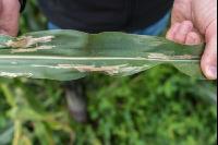Diabrotica Blattschaden 2