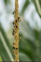 Diabrotica auf Maisrispe 2