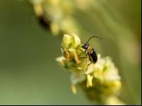 Diabrotica auf Sorghum 2