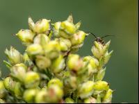Diabrotica auf Sorghum 1