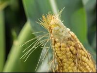 Diabrotica damage silk of maize 6