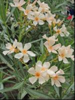 Oleander 1