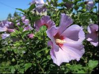 Gartenhibiskus 4