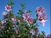 Gartenhibiskus 2