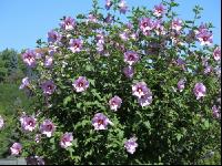 Gartenhibiskus 5