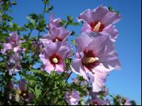 Gartenhibiskus 1