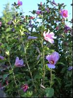 Gartenhibiskus 6