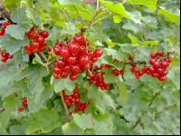 Johannisbeere rot 13