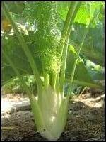 Knollenfenchel 7