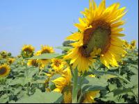 Sonnenblume Blüte 22