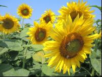 Sonnenblume Blüte 20