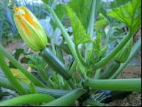 Zucchini 12