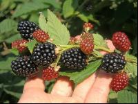 Brombeeren 6