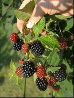Brombeeren 8