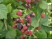 Brombeeren Sonnenbrand 1