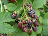 Brombeeren Sonnenbrand 2