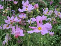 Cosmea 1