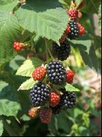 Brombeeren 10