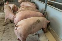 Schweine fressen 52