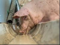 Schweine fressen 50