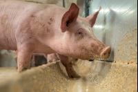Schweine fressen 49