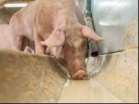 Schweine fressen 48