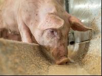 Schweine fressen 47