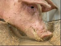 Schweine fressen 46
