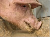 Schweine fressen 45