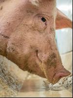 Schweine fressen 53