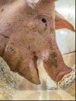Schweine fressen 43