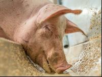 Schweine fressen 42