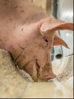 Schweine fressen 41