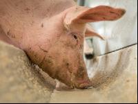 Schweine fressen 40