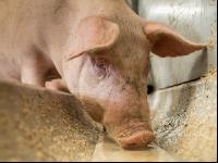 Schweine fressen 39