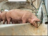 Schweine fressen 38