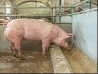 Schweine fressen 37