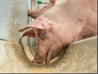 Schweine fressen 36