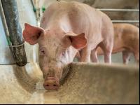 Schweine fressen 35