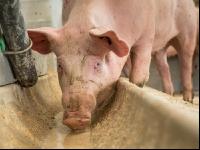 Schweine fressen 34