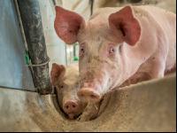 Schweine fressen 33
