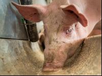 Schweine fressen 32