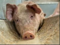 Schweine fressen 31