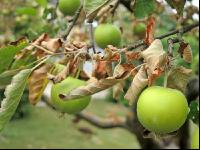 Apfel Dürre 3