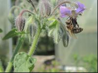 Biene auf Blüte 5