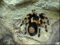Vogelspinne