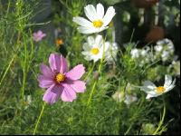 Cosmea 5